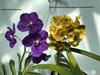 Ванда (Vanda) 